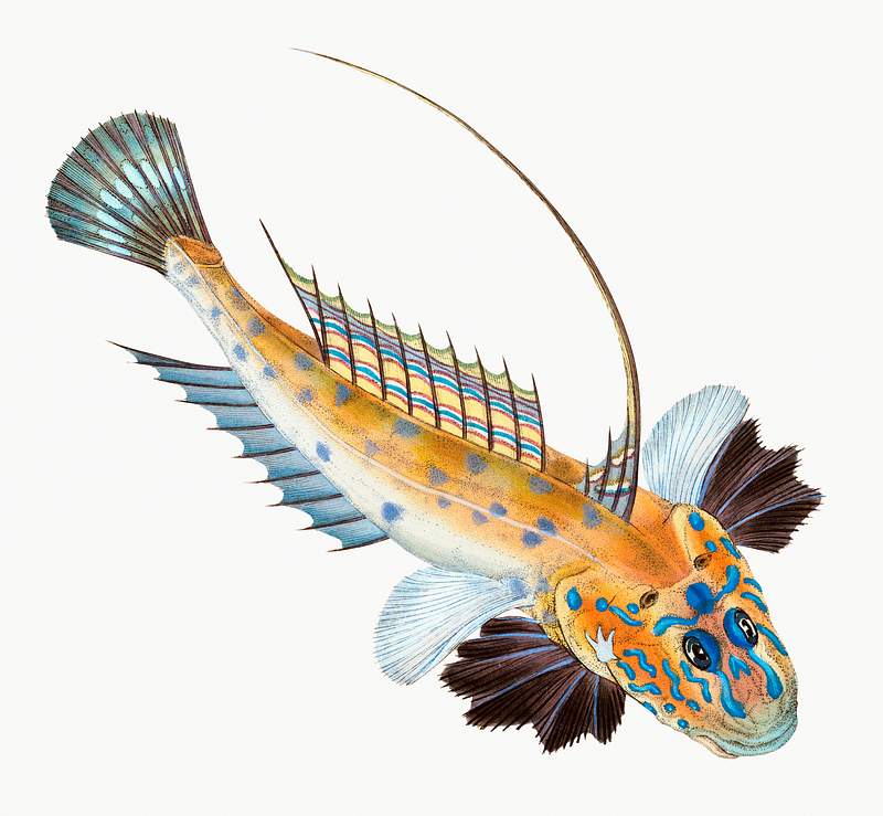 Dragonet (Gallioyumus Lyra) illustration from The Natural History of British Fishes (1802) by Edward Donovan (1768-1837).…