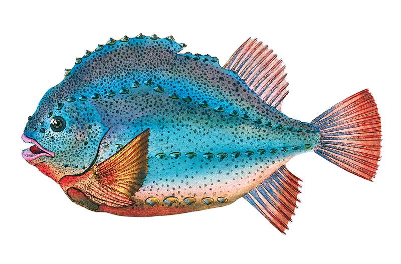 Lumpsucker (Cyclopterus Lumpus) illustration from The Natural History of British Fishes (1802) by Edward Donovan (1768-1837).…