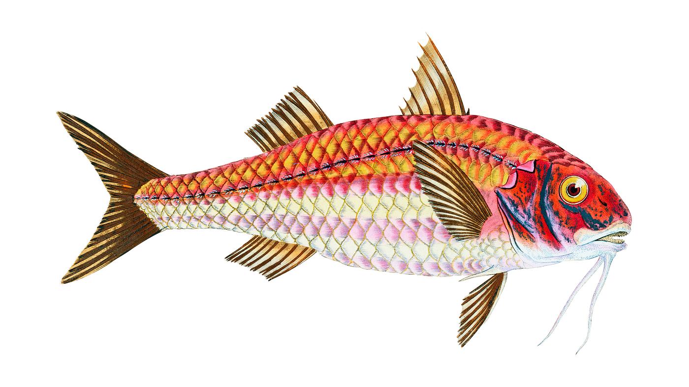 Surmulet (Mullus Surmuletus) illustration from The Natural History of British Fishes (1802) by Edward Donovan (1768-1837).... Surmulet (Mullus Surmuletus) illustration from The Natural History of British Fishes (1802) by Edward Donovan (1768-1837)....