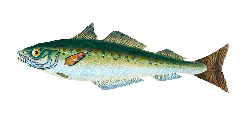 Coal Fish (Gadus Carbonarius) illustration from The Natural History of British Fishes (1802) by Edward Donovan (1768-1837).…