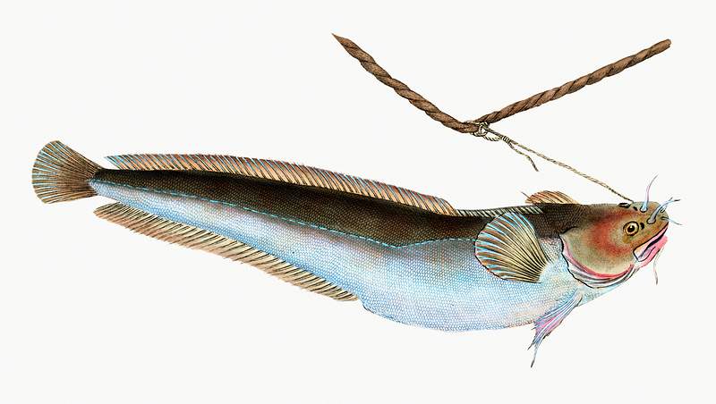 Five-beard cod (Gadus Mustella) illustration from The Natural History of British Fishes (1802) by Edward Donovan (1768-1837).…
