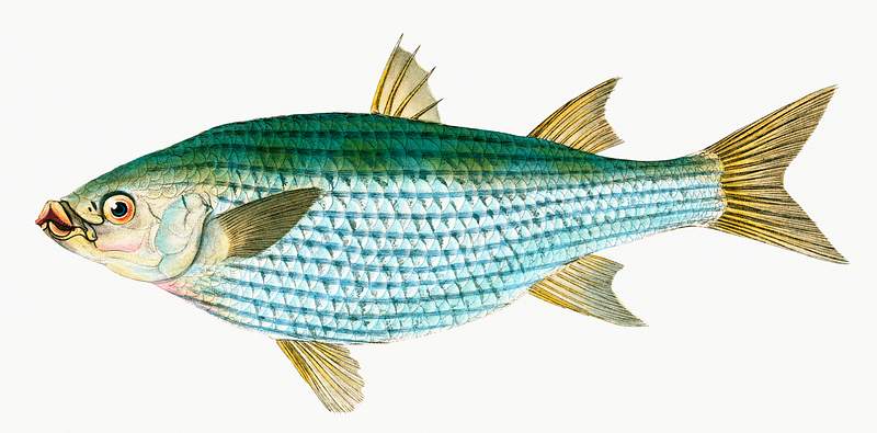Mullet (Mugil Cephalus) illustration from The Natural History of British Fishes (1802) by Edward Donovan (1768-1837).…