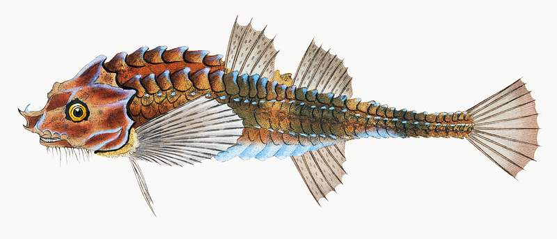 Pogge (Cottus Cataphractus) illustration from The Natural History of British Fishes (1802) by Edward Donovan (1768-1837).…