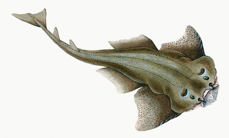 Angel shark (Squalus Squatina) illustration from The Natural History of British Fishes (1802) by Edward Donovan (1768-1837).…