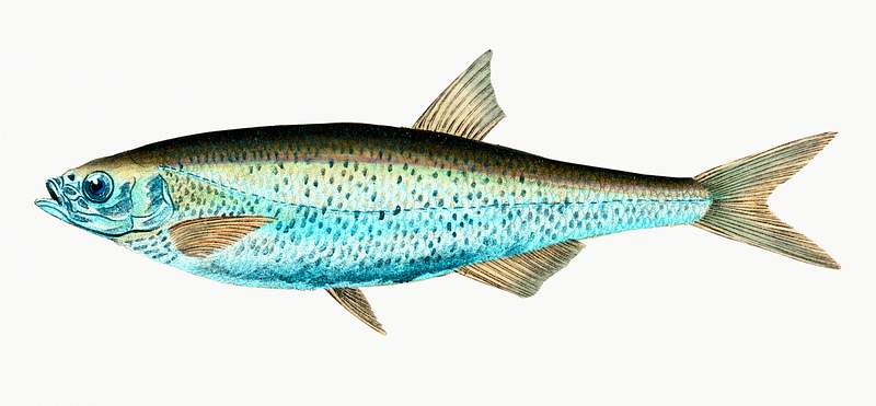 Bleak (Cyprinus Alburnus) illustration from The Natural History of British Fishes (1802) by Edward Donovan (1768-1837).…