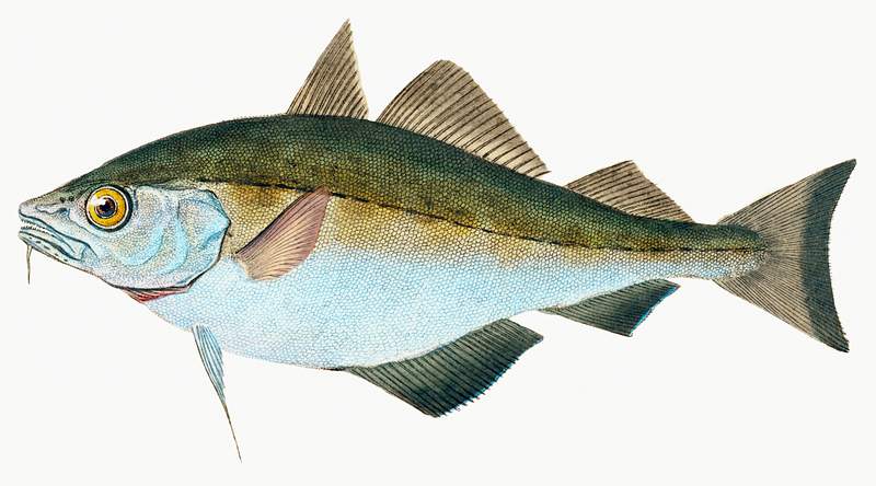 Bib (Gadus Luscus) illustration from The Natural History of British Fishes (1802) by Edward Donovan (1768-1837). Original…