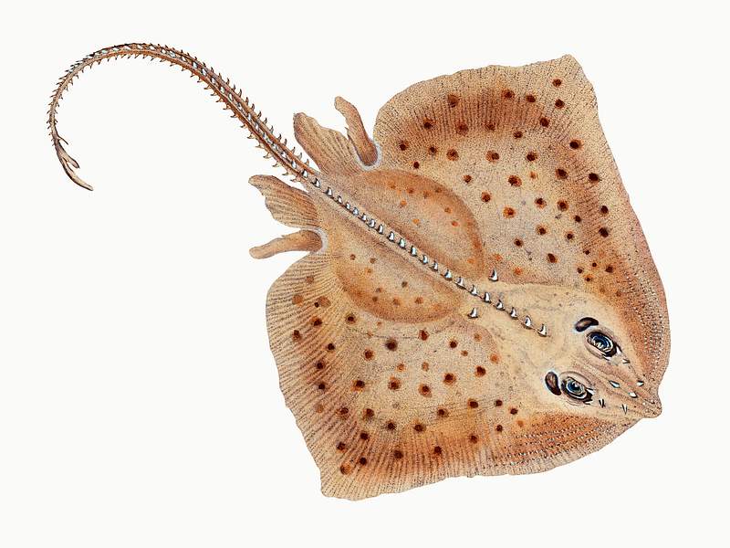 Rough ray (Raia Rubus) illustration from The Natural History of British Fishes (1802) by Edward Donovan (1768-1837). Original…