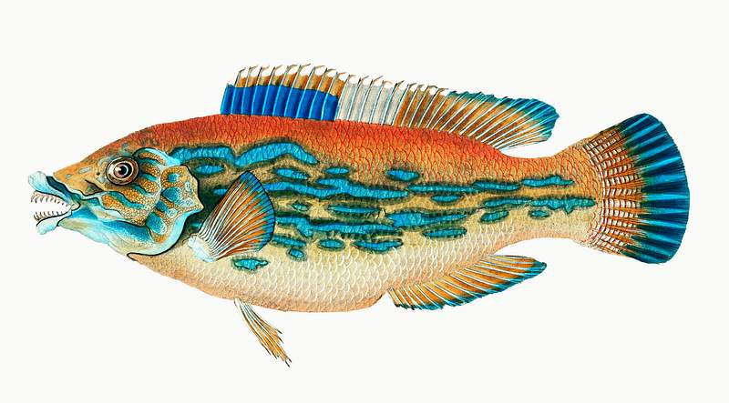 Striped wrasse (Labrus Variegatus) illustration from The Natural History of British Fishes (1802) by Edward Donovan (1768…