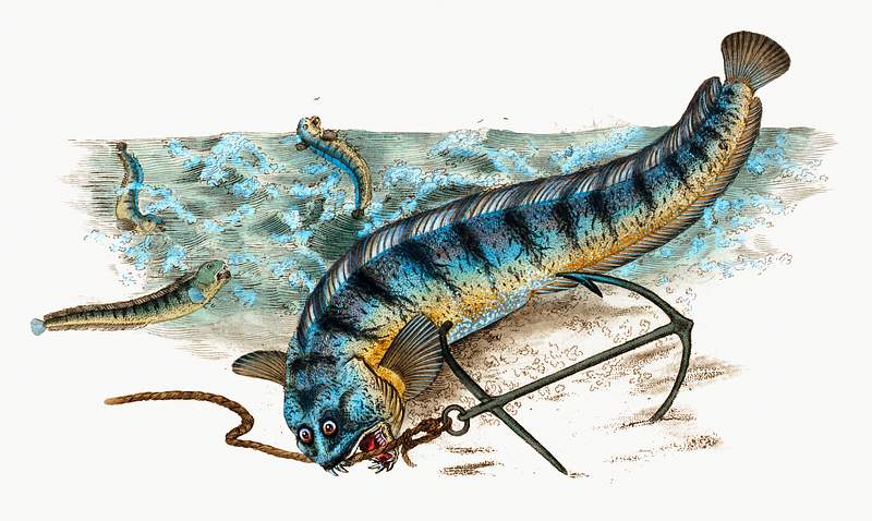 The Atlantic wolffish (Anarhichas Lupus) illustration from The Natural History of British Fishes (1802) by Edward Donovan…