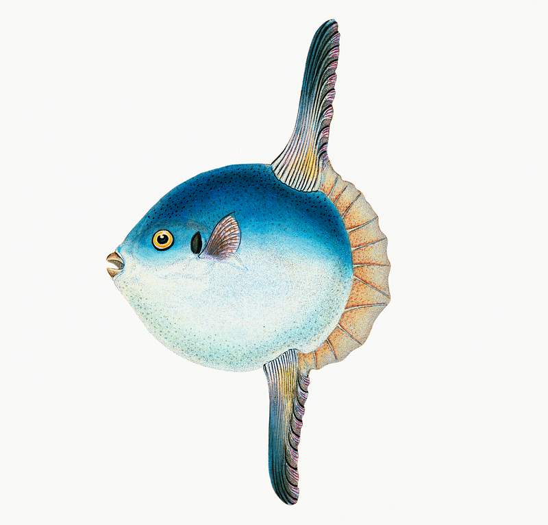 Short Sun-fish (Tetrodon Mola) illustration from The Natural History of British Fishes (1802) by Edward Donovan (1768-1837).…