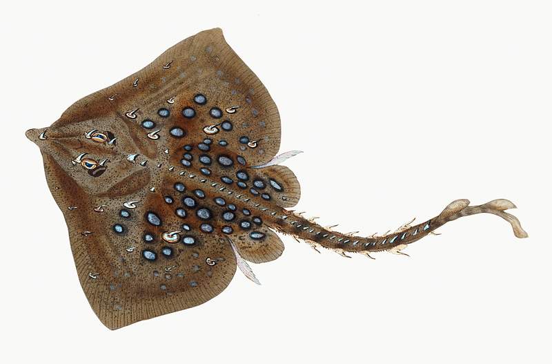 Thornback ray (Raja clavata ) illustration from The Natural History of British Fishes (1802) by Edward Donovan (1768-1837).…