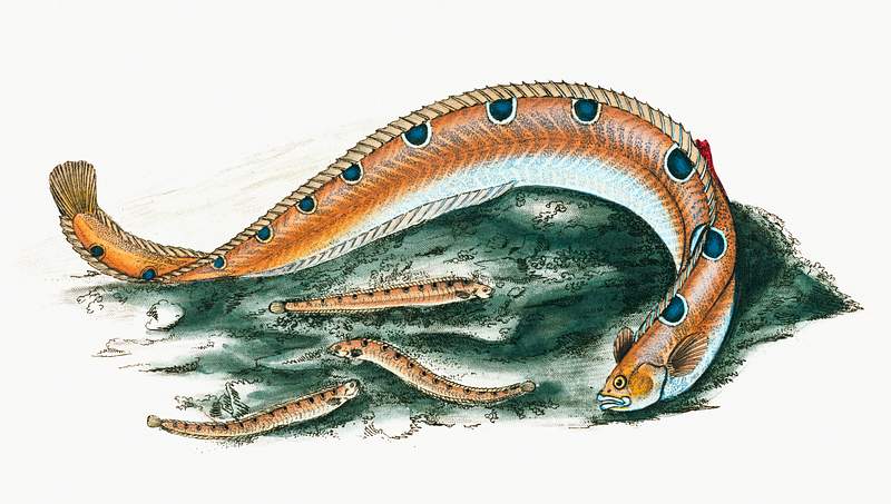 Spotted Blenny or Butter-fish (Blennius gunnellus) illustration from The Natural History of British Fishes (1802) by Edward…