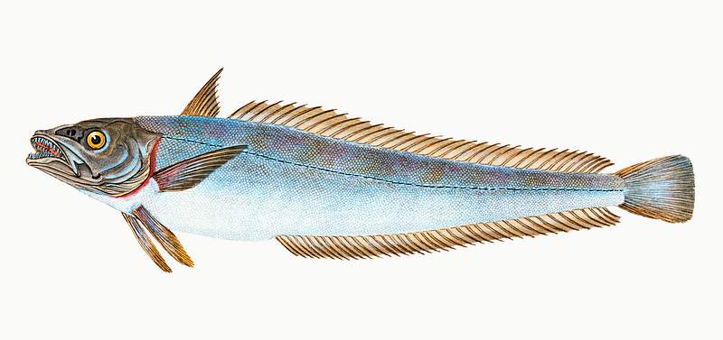 Hake (Gadus Merluccius) illustration from The Natural History of British Fishes (1802) by Edward Donovan (1768-1837).…