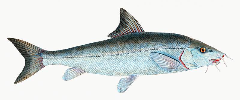 Barbel (Cyprinus Barbus) illustration from The Natural History of British Fishes (1802) by Edward Donovan (1768-1837).…
