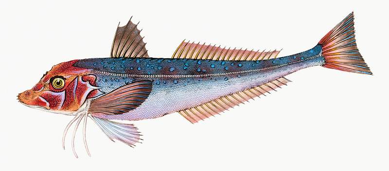 Grey Gurnard (Trigla Gurnardus) illustration from The Natural History of British Fishes (1802) by Edward Donovan (1768-1837).…