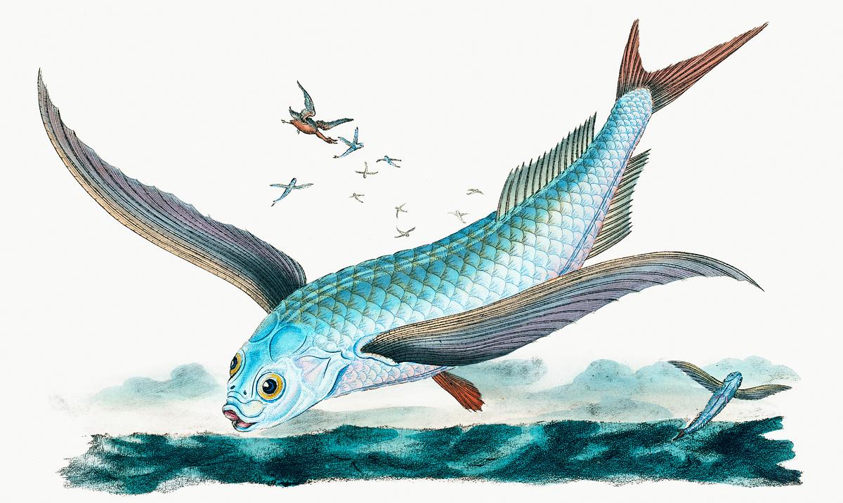 Flying-fish (Exocoetus Volitans) illustration.. | Free public domain