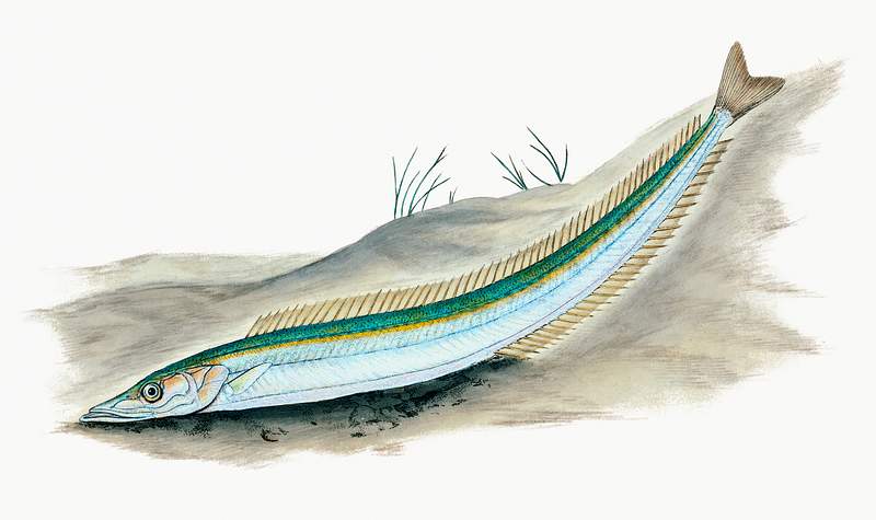 The lesser sand eel (Ammodytes Tobianus) illustration from The Natural History of British Fishes (1802) by Edward Donovan…