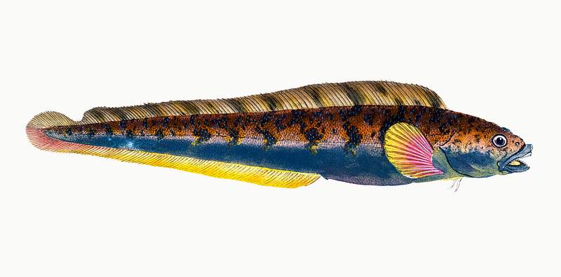 Viviparous Blenny (Blennius viviparous) illustration from The Natural History of British Fishes (1802) by Edward Donovan…