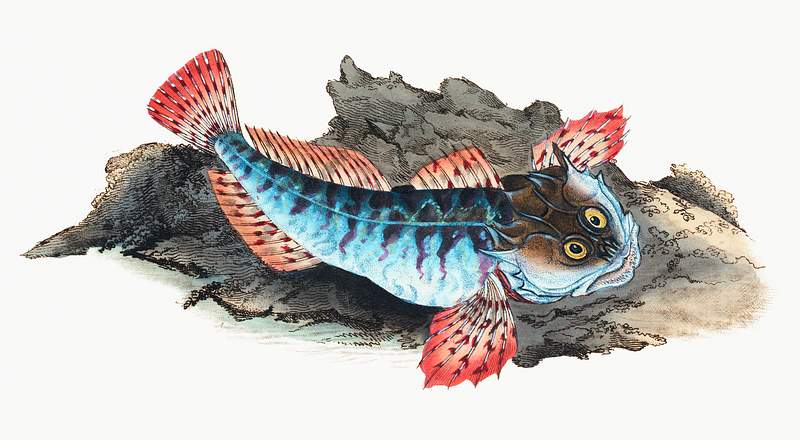 Father Lasher or Sea Scorpion (Cottus Scorpius) illustration from The Natural History of British Fishes (1802) by Edward…