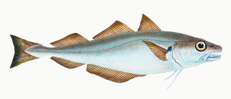 Whiting (Gadus Merlangius) illustration from The Natural History of British Fishes (1802) by Edward Donovan (1768-1837).…
