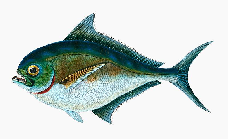 Ray's toothed Gilt-head (Sparus Raii) illustration from The Natural History of British Fishes (1802) by Edward Donovan (1768…