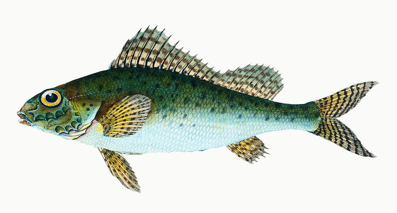 The Eurasian ruffe (Gymnocephalus cernua) illustration from The Natural History of British Fishes (1802) by Edward Donovan…