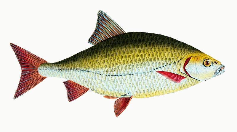Red-eye (Cyprinus erythrophthalmus) illustration from The Natural History of British Fishes (1802) by Edward Donovan (1768…