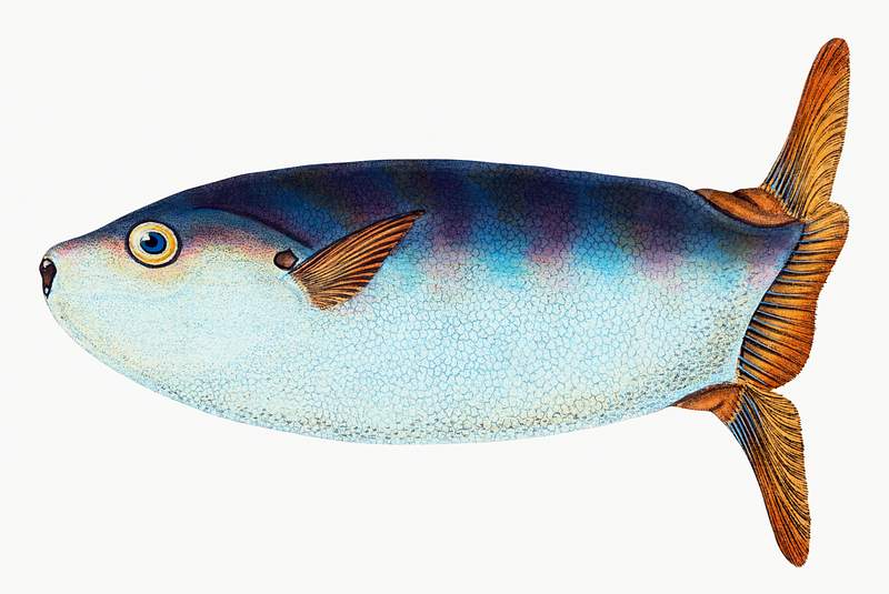 Truncated Sun-fish (Tetrodon truncatus) illustration from The Natural History of British Fishes (1802) by Edward Donovan…