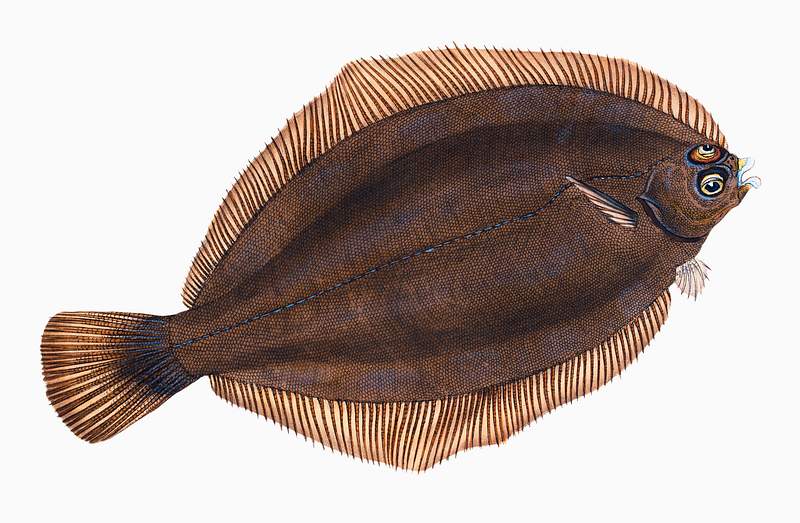 Turbot (Pleuronectes maximus) illustration from The Natural History of British Fishes (1802) by Edward Donovan (1768-1837).…