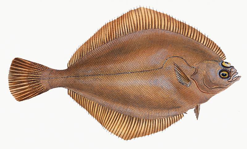 Unctuous Sucker (Cyclopterus liparis) illustration from The Natural History of British Fishes (1802) by Edward Donovan (1768…