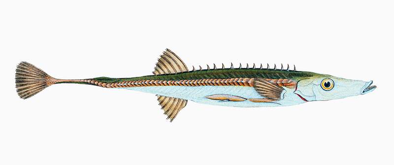 Fifteen-spined Stickleback (Gasterosteus spinachia) illustration from The Natural History of British Fishes (1802) by Edward…