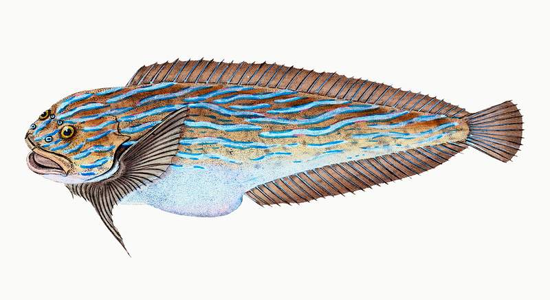 Trimaculated Wrasse (Labrus trimaculatus) illustration from The Natural History of British Fishes (1802) by Edward Donovan…