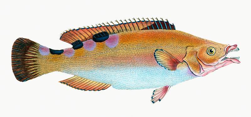 A female cuckoo wrasse (Labrus mixtus) illustration from The Natural History of British Fishes (1802) by Edward Donovan (1768…