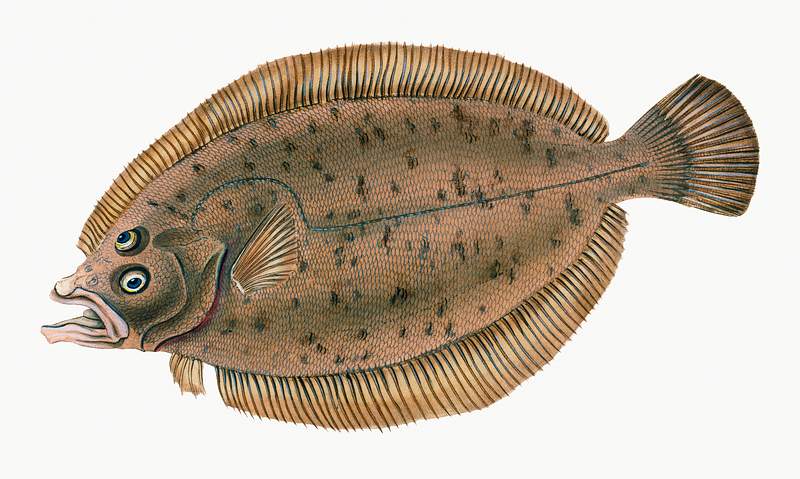 Common dab (Limanda limanda) illustration from The Natural History of British Fishes (1802) by Edward Donovan (1768-1837).…