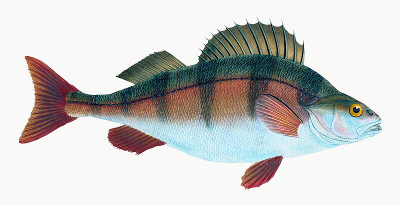 Perch (Perca fluviatilis) illustration from The Natural History of British Fishes (1802) by Edward Donovan (1768-1837).…