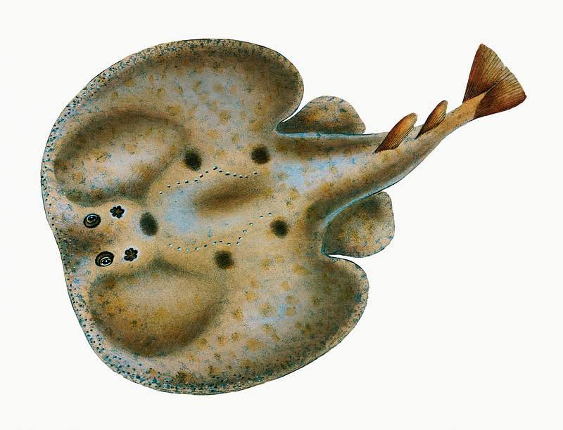 Electric Ray (Raja Torpedo) illustration from The Natural History of British Fishes (1802) by Edward Donovan (1768-1837).…