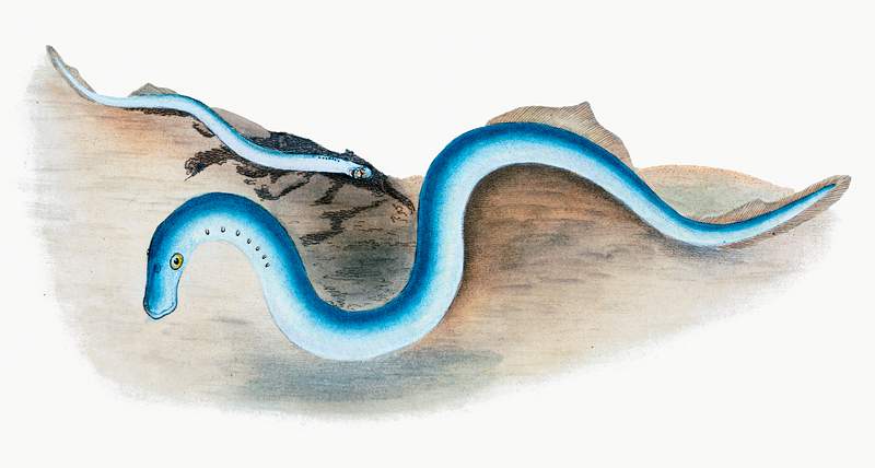 Lesser Lamprey (Petromyzon fluvialitis) illustration from The Natural History of British Fishes (1802) by Edward Donovan…