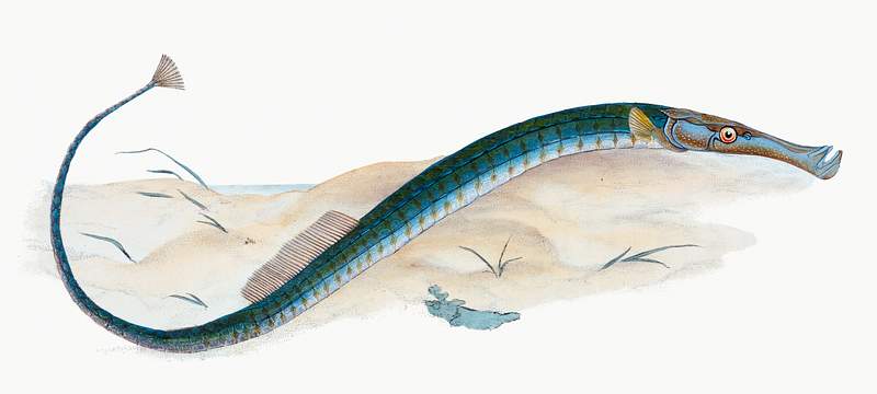 Pelagic Pipe-fish (Syngnathus Pelagicus) illustration from The Natural History of British Fishes (1802) by Edward Donovan…