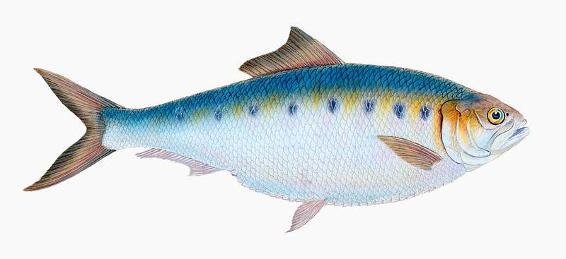 Shad (Clupea alosa) illustration from The Natural History of British Fishes (1802) by Edward Donovan (1768-1837). Original…