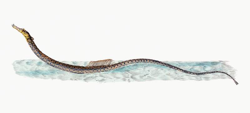 Shorter Pipe-fish (Syngnathus Typhle) illustration from The Natural History of British Fishes (1802) by Edward Donovan (1768…