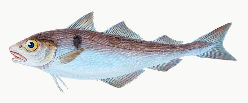 Haddock (Gadus Æglefinus) illustration from The Natural History of British Fishes (1802) by Edward Donovan (1768-1837).…