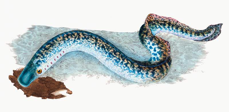 Great or Sea Lamprey (Petromyzon marinus) illustration from The Natural History of British Fishes (1802) by Edward Donovan…