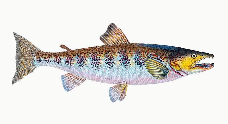 Trout (Salmo Fario) illustration from The Natural History of British Fishes (1802) by Edward Donovan (1768-1837). Original…