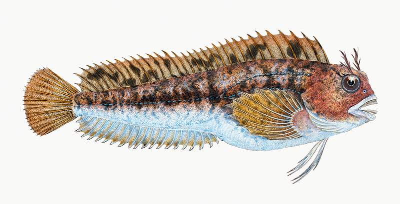 Gattorugine Blenny (Blennius Gattorugine) illustration from The Natural History of British Fishes (1802) by Edward Donovan…