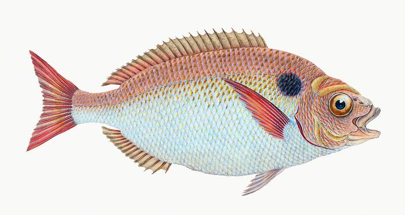 Lunulated Gilt-head (Sparus aurata) illustration from The Natural History of British Fishes (1802) by Edward Donovan (1768…