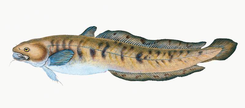 Burbot (Lota lota) illustration from The Natural History of British Fishes (1802) by Edward Donovan (1768-1837). Original…