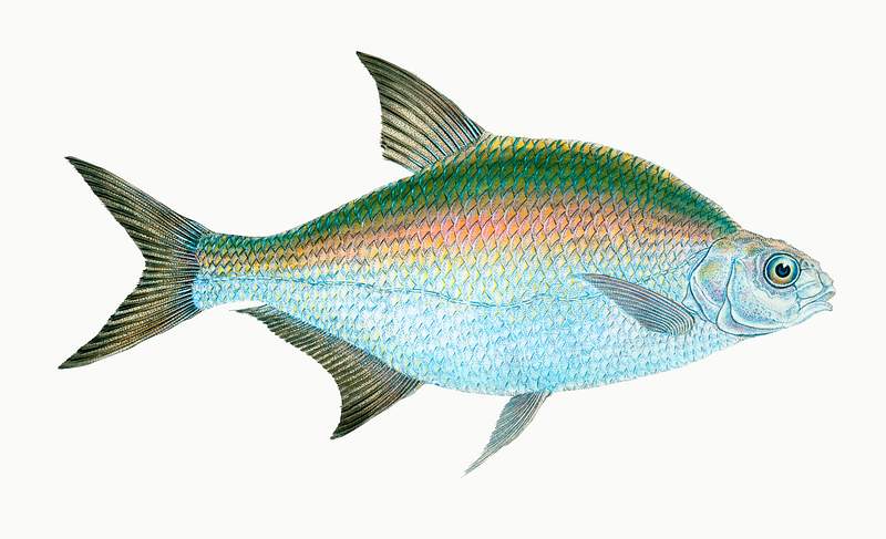 Bream (Cyprinus Brama) illustration from The Natural History of British Fishes (1802) by Edward Donovan (1768-1837). Original…