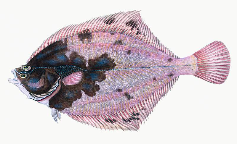 European flounder (Platichthys flesus) illustration from The Natural History of British Fishes (1802) by Edward Donovan (1768…