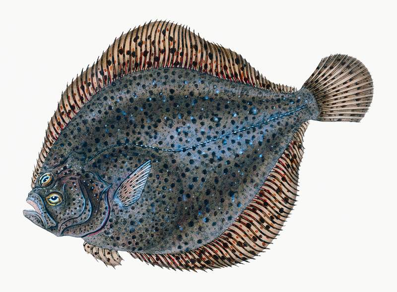 The brill (Scophthalmus rhombus) illustration from The Natural History of British Fishes (1802) by Edward Donovan (1768…