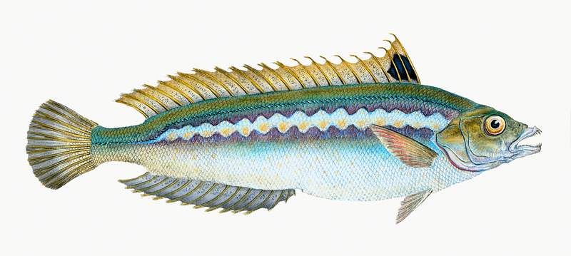 Indented-striped Wrasse (Labrus Julis) illustration from The Natural History of British Fishes (1802) by Edward Donovan (1768…